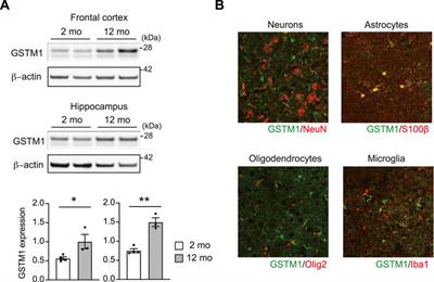 Glutathione S-transferases Control astrocyte activation and neuronal health during neuroinflammation